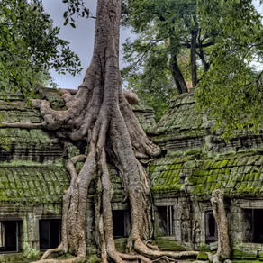 Cambodia's Angkor Wat a close second to Ta Prohm Temple aka "Tomb Raider Temple"